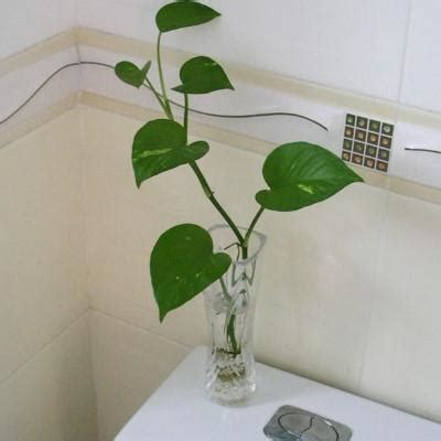 放廁所植物 98年出生